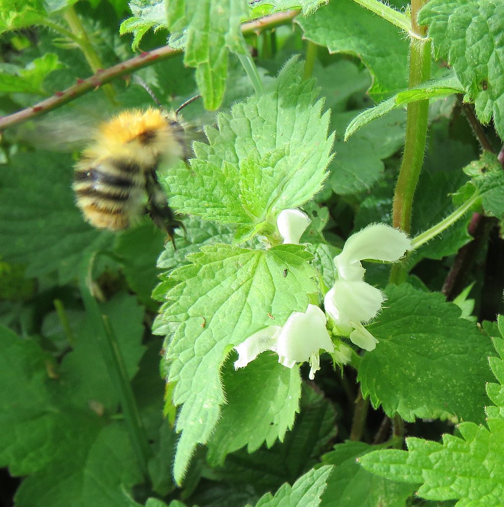  Common Carder Bumblebee 